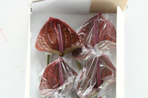 Anthurium (Andreanum Grp) Cantello