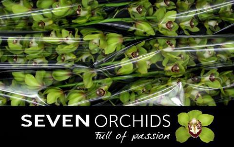 Cymbidium grootbloemig per tak 'Kermit'