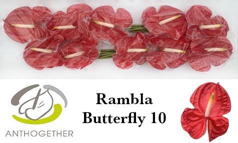Anthurium (Andreanum Grp) Rambla