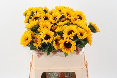 Helianthus annuus 'Orange Fire'