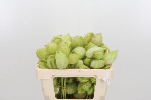 Siervruchten per tak Gomphocarpus fruticosus 'Moby Dick'