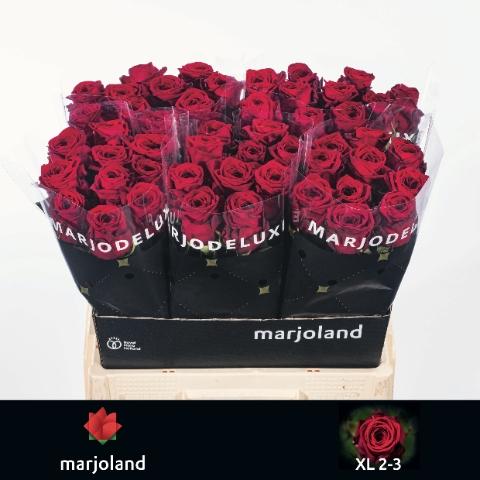 Rosa grootbloemig Red Naomi!