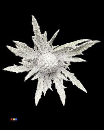 Eryngium alpinum kleurbehandeld H%