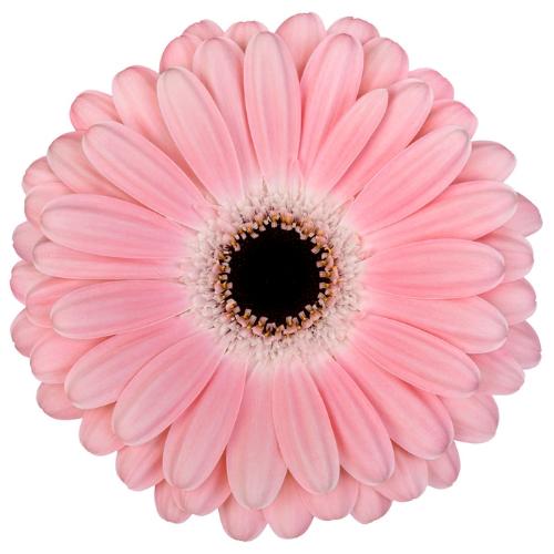 Gerbera grootbloemig Dulcie