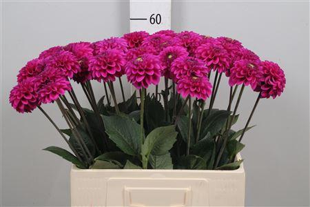 Dahlia Ball Grp 'Purple Fox'