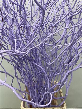 Salix kleurbehandeld H%