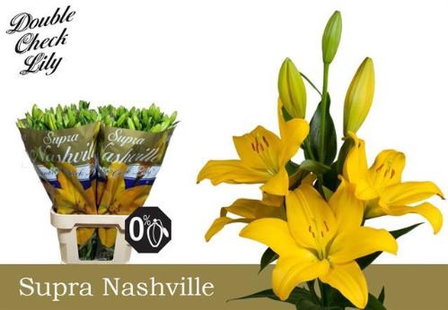 Lilium Longiflorum x Aziatische Grp 'Nashville'