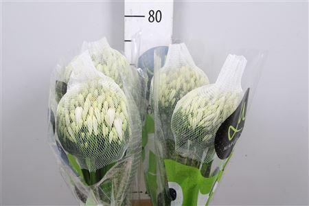 Agapanthus 'Gletsjer'