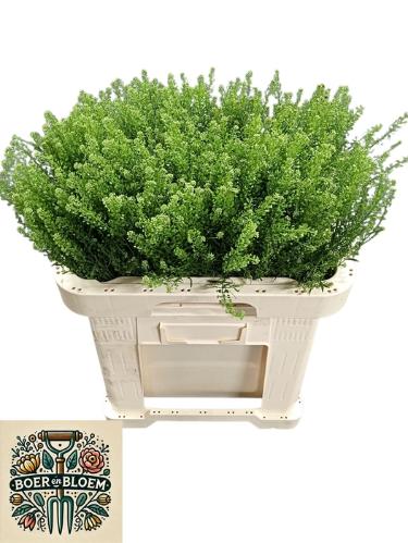 Lepidium virginicum Green Dragon