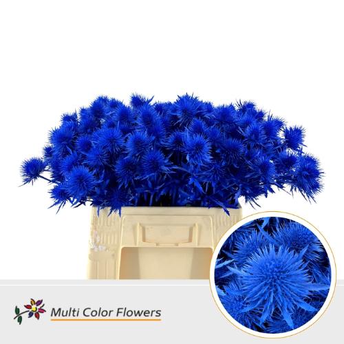 Eryngium alpinum kleurbehandeld H%