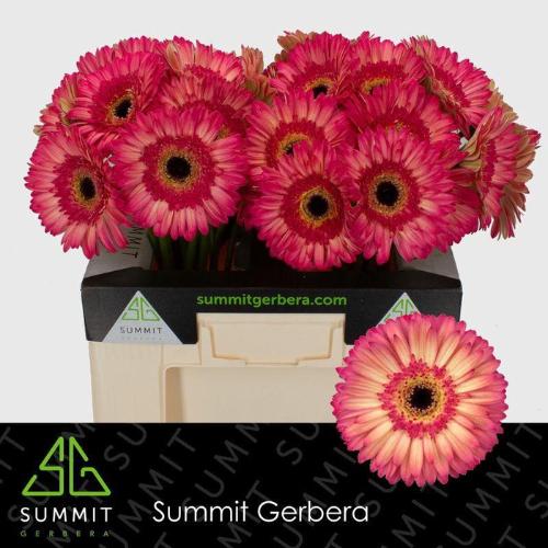 Gerbera grootbloemig 'Hippie Chic'