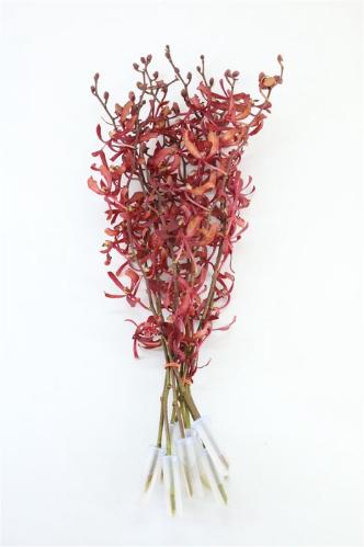 Orchidee
