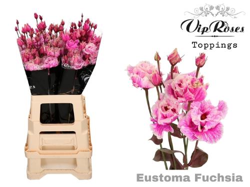 Eustoma russellianum gevuldbloemig kleurbehandeld H%