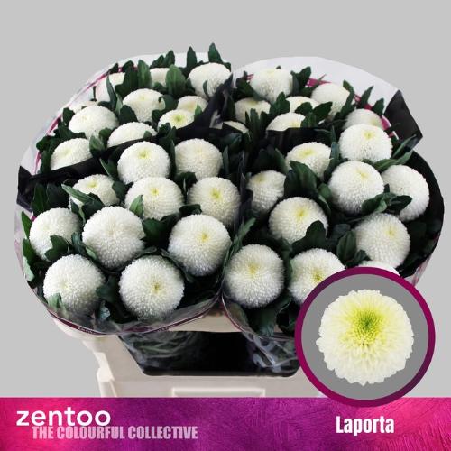 Chrysanthemum (Indicum Grp) geplozen Laporta