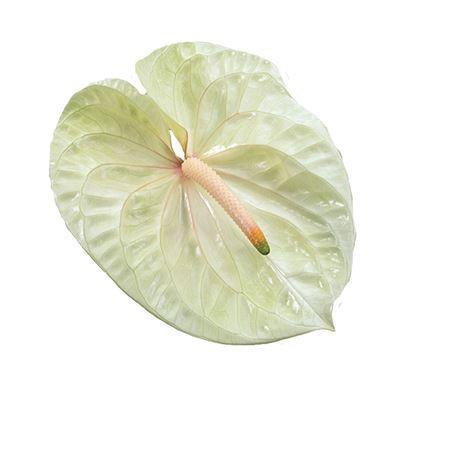Anthurium Andreanum Grp Champagne