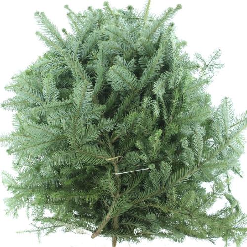 Abies procera Nobilis Blauw per kilo