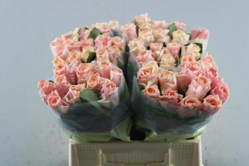 Rosa grootbloemig Sweet Tacazzi+