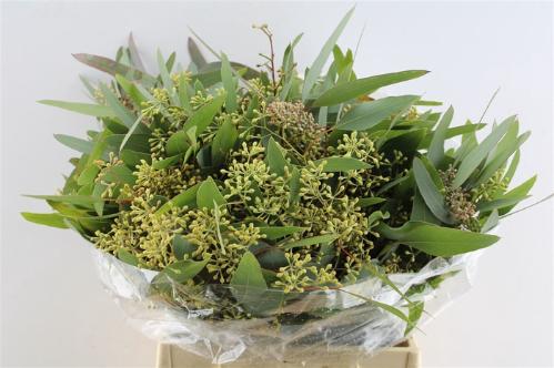Eucalyptus per bos polyanthemos (fruit)