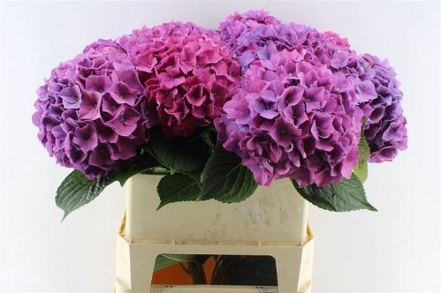 Hydrangea macrophylla 'Rodeo' (paars)