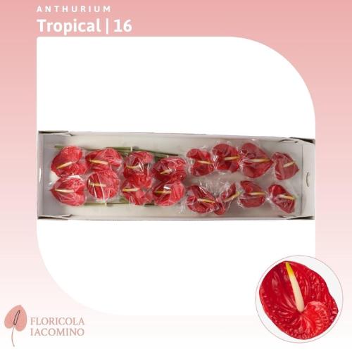 Anthurium Andreanum Grp 'Tropical'