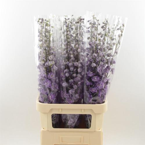 Delphinium dubbelbloemig (Elatum Grp) Dev Mojo Magenta