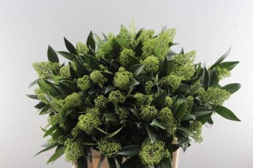 Skimmia per bos confusa 'Kew Green'