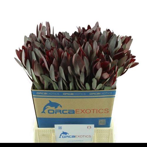 Leucadendron 'Safari Sunset'