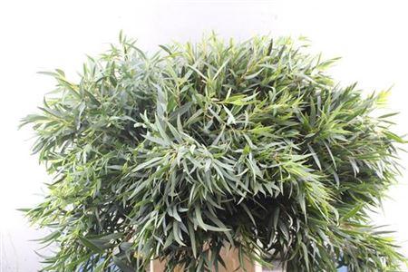 Eucalyptus per bos nicholii