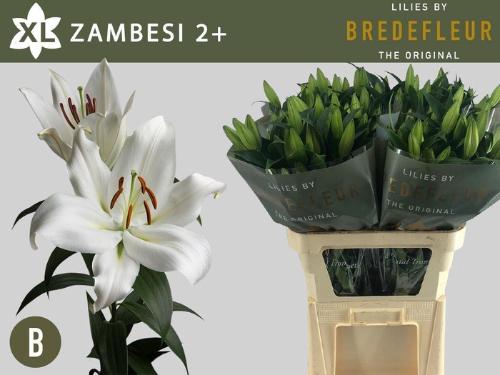 Lilium Oriental x Trumpet Grp 'Zambesi'