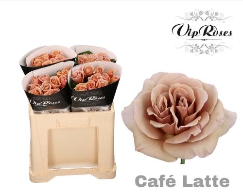 Rosa grootbloemig Café Latte