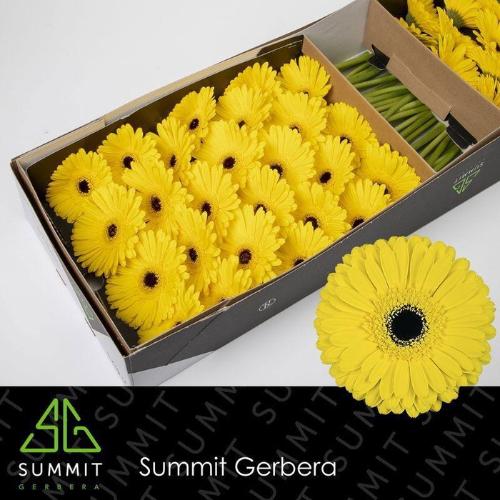 Gerbera grootbloemig 'Don Leo'