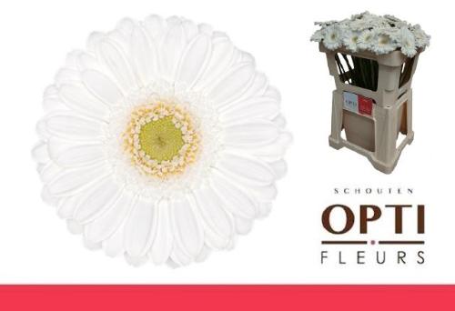 Gerbera mini 'Lobby'