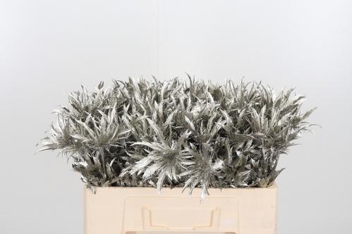 Eryngium alpinum kleurbehandeld H%
