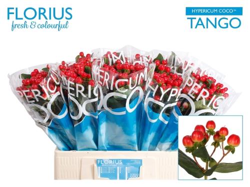 Hypericum Coco Tango