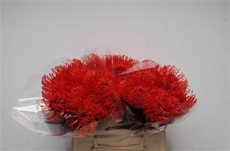 Leucospermum 'Naomi' kleurbehandeld H%