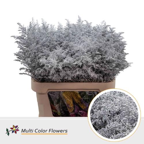Solidago kleurbehandeld H%
