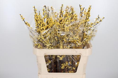 Ilex verticillata 'Citronella'