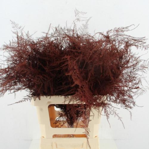 Asparagus overig kleurbehandeld H%