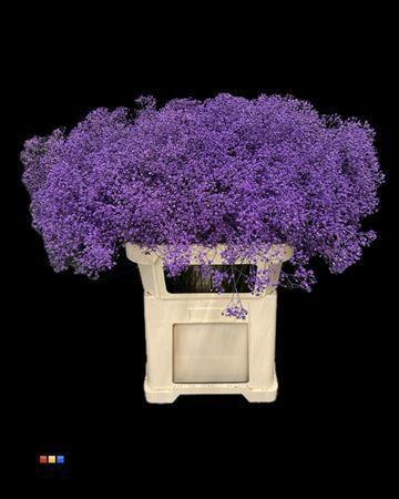 Gypsophila overig kleurbehandeld H%