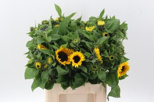 Helianthus annuus 'Sunrich Orange'