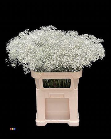 Gypsophila overig kleurbehandeld H%