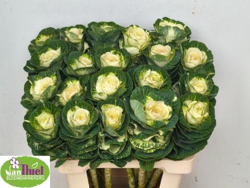 Brassica oleracea 'White Crane'