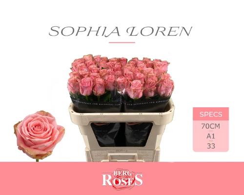 Rosa grootbloemig Sophia Loren