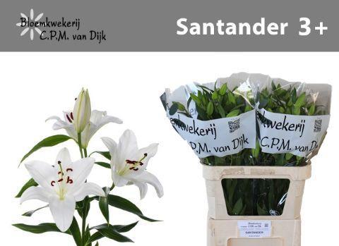 Lilium Oriental Grp 'Santander'