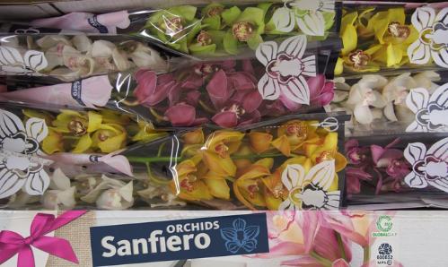 Cymbidium grootbloemig per tak gemengd