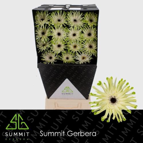 Gerbera grootbloemig krulvormig Pastini Arona