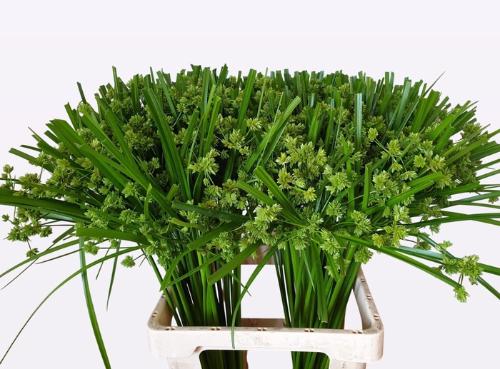 Cyperus glaber