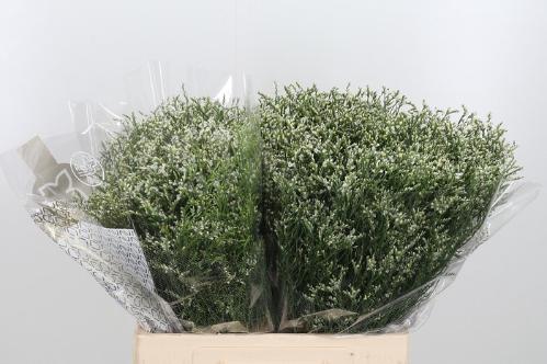 Limonium sinensis Clear Diamond