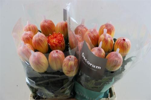 Chrysanthemum (Indicum Grp) geplozen Antonov kleurbehandeld H%