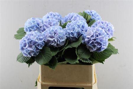 Hydrangea macrophylla 'Lolly Pop' (blauw)